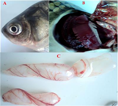 Cyprinid herpesvirus 2 infection changes microbiota and metabolites in the gibel carp (Carassius auratus gibelio) midgut 